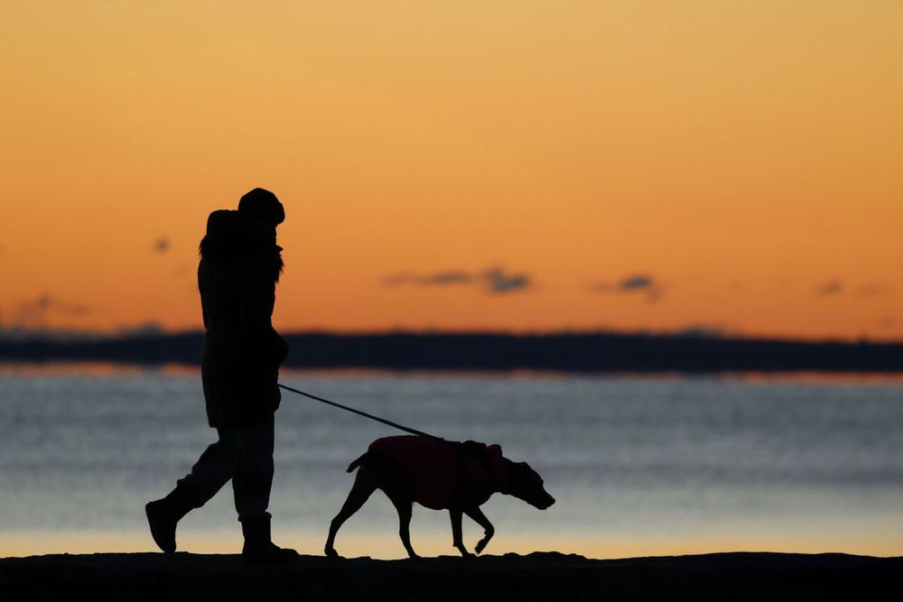 Silhouette of a person walking a dog on a leash along the water at dawn under an orange sky