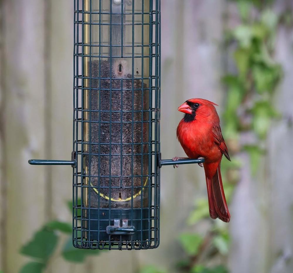 A bright red cardinal perched on a green hanging tube bird feeder