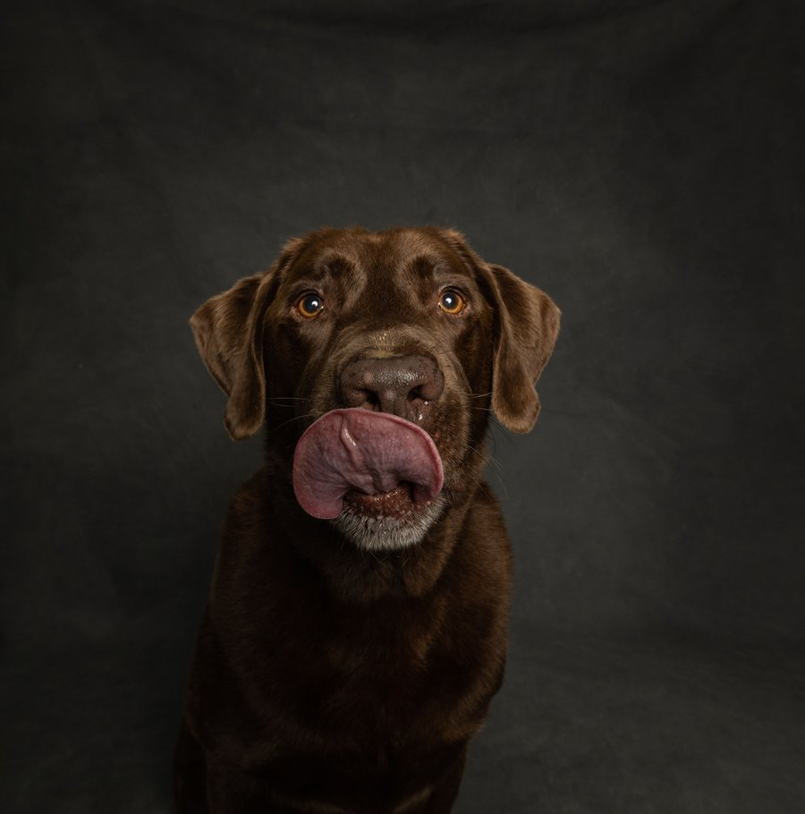 A chocolate Labrador licking its nose against a dark background