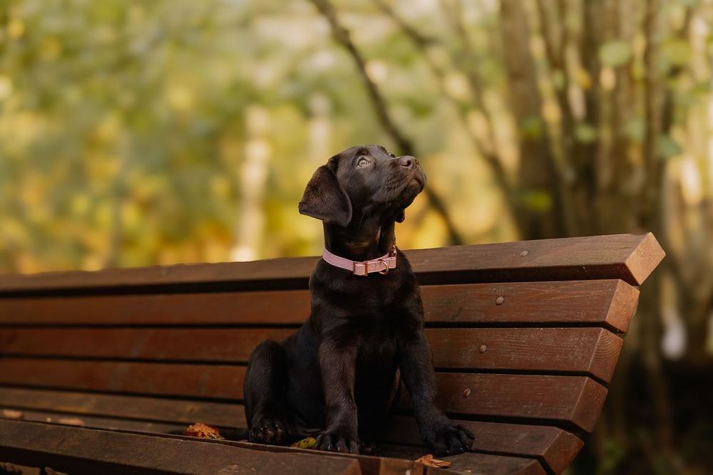 Chocolate Labrador puppy sitting on a wooden bench looking up