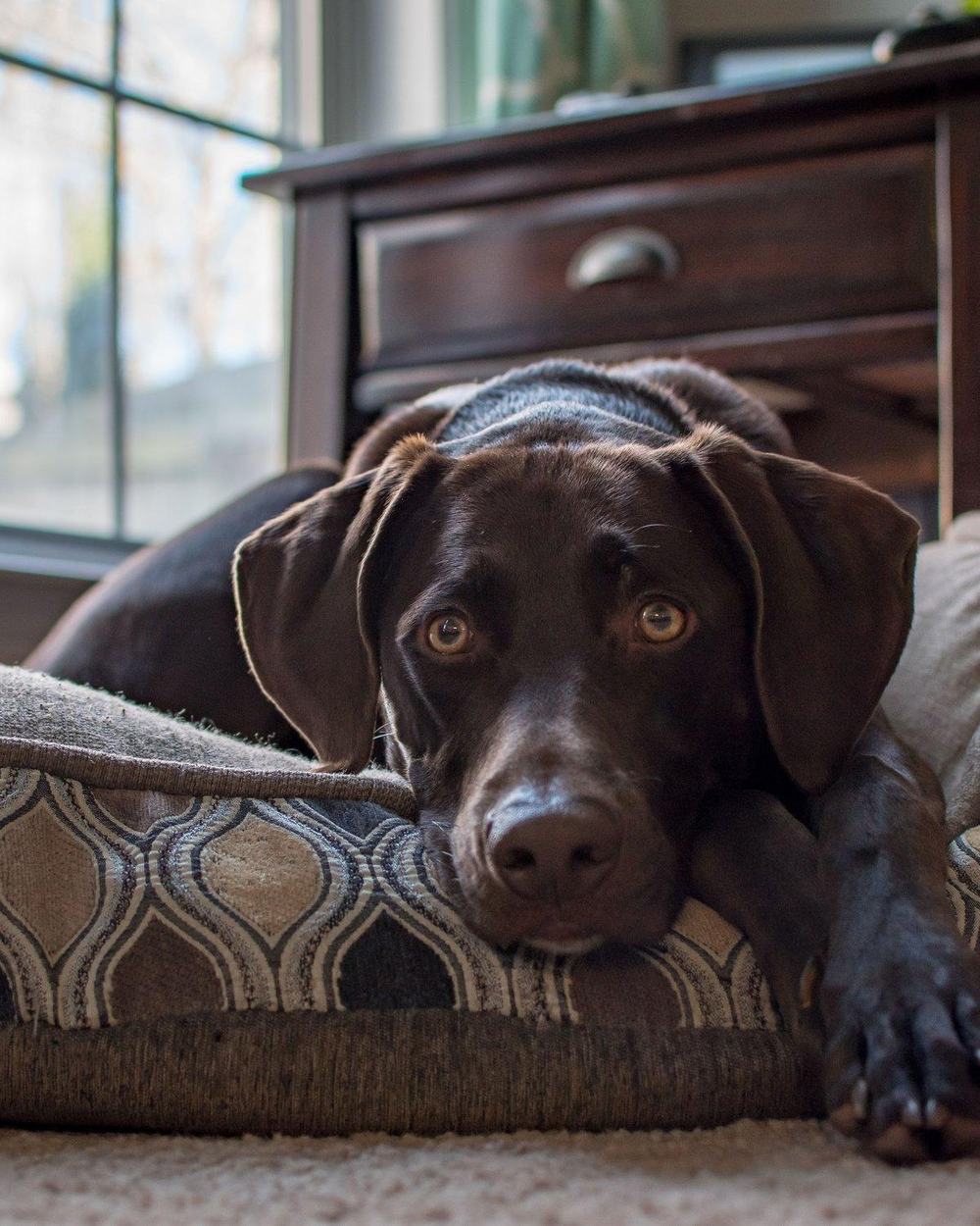 A chocolate Labrador resting on a cushion