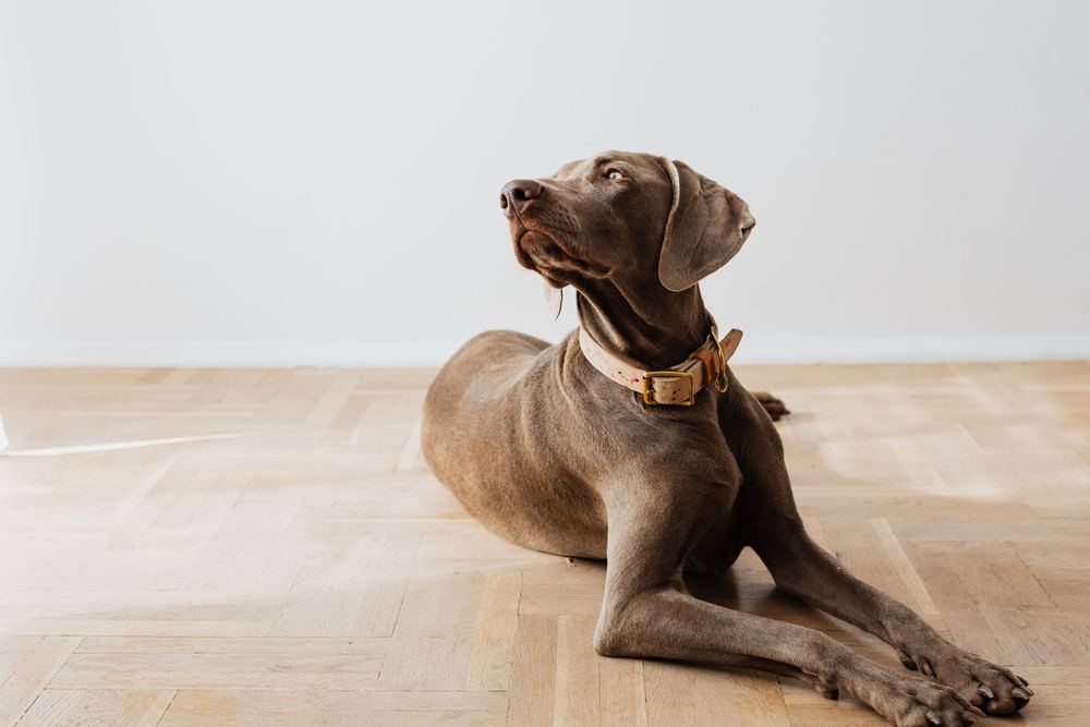 An elegant brown dog lying on a parquet floor with its head raised