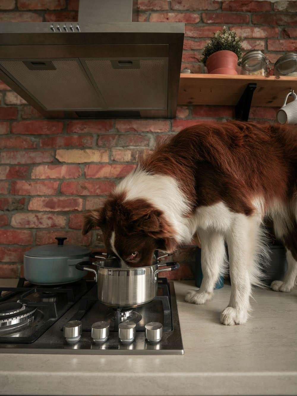 A dog peeking into a pot on the stove