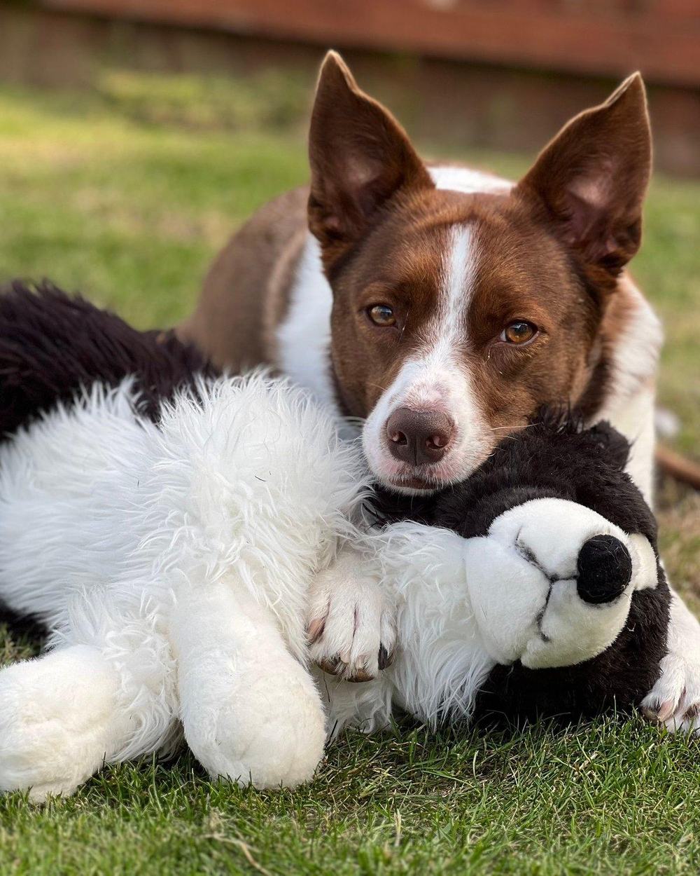 A dog resting its head on a big plush toy