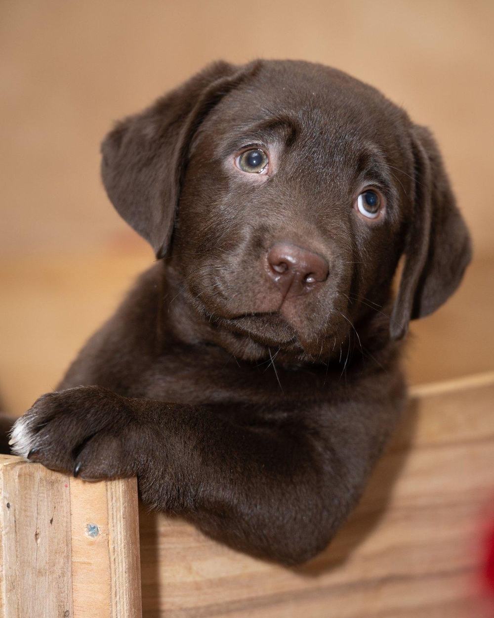 A chocolate Labrador puppy looking up