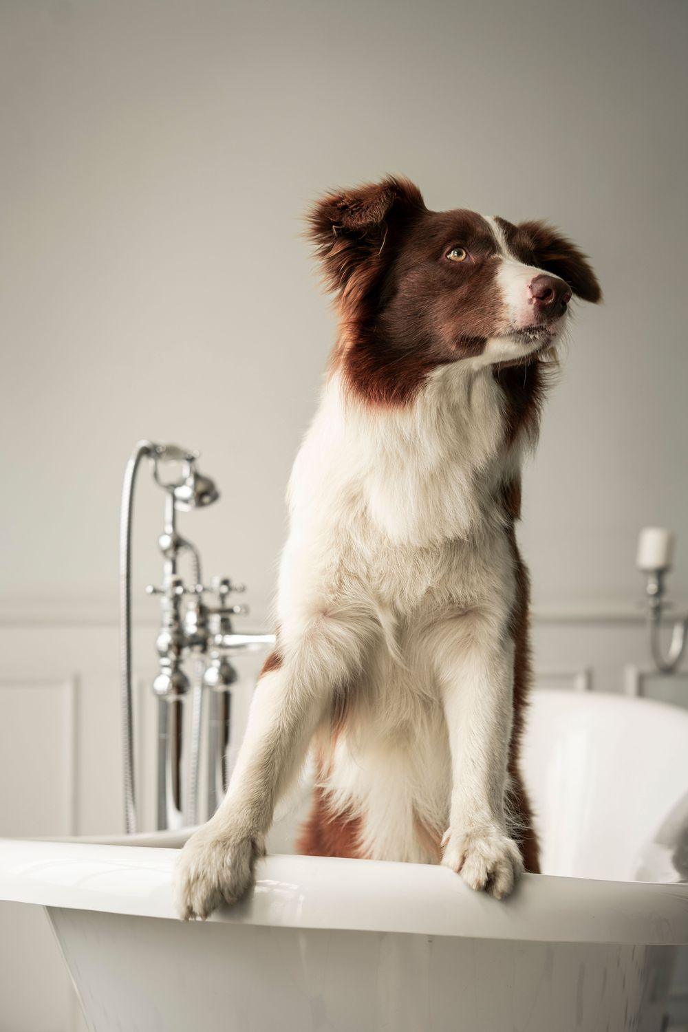 A dog standing in a bathtub
