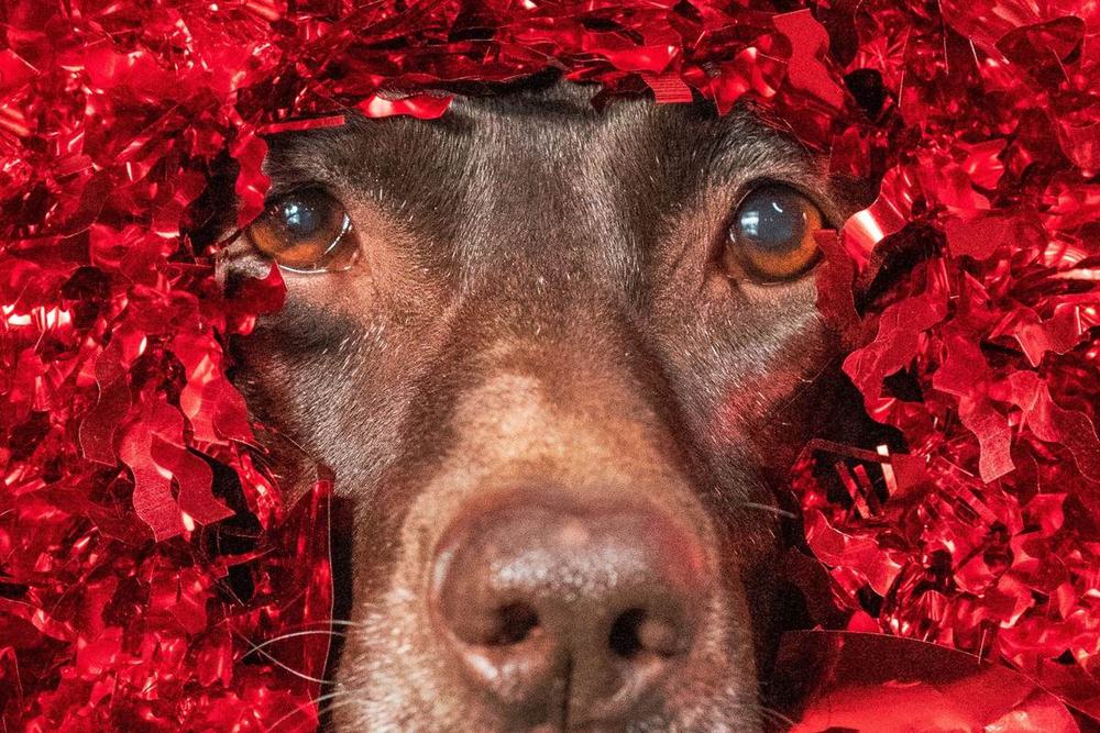 A chocolate Labrador enjoying a rose petal face treatment