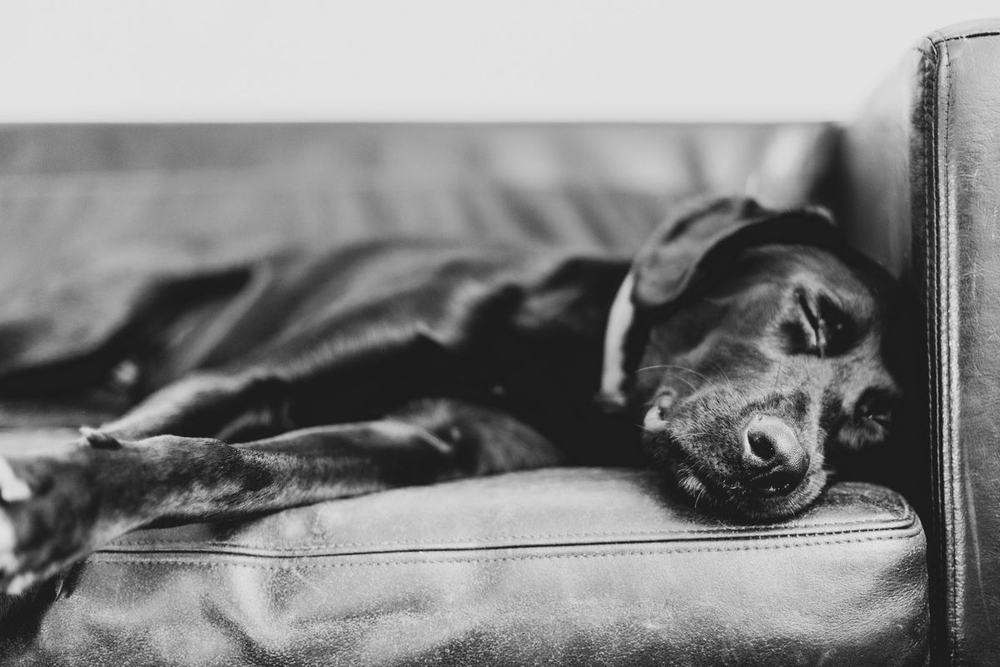 A Labrador collapsed on the sofa after a long shift