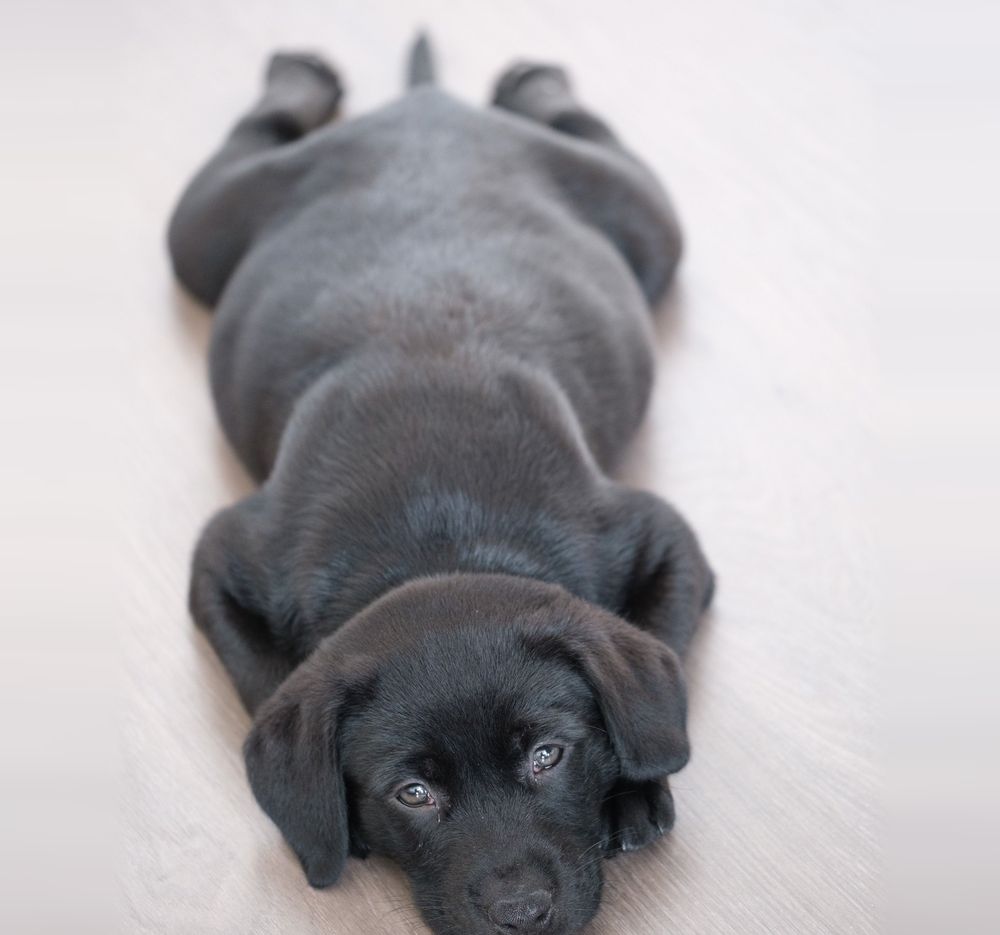 A Labrador puppy lying flat on the floor with its back legs spread out
