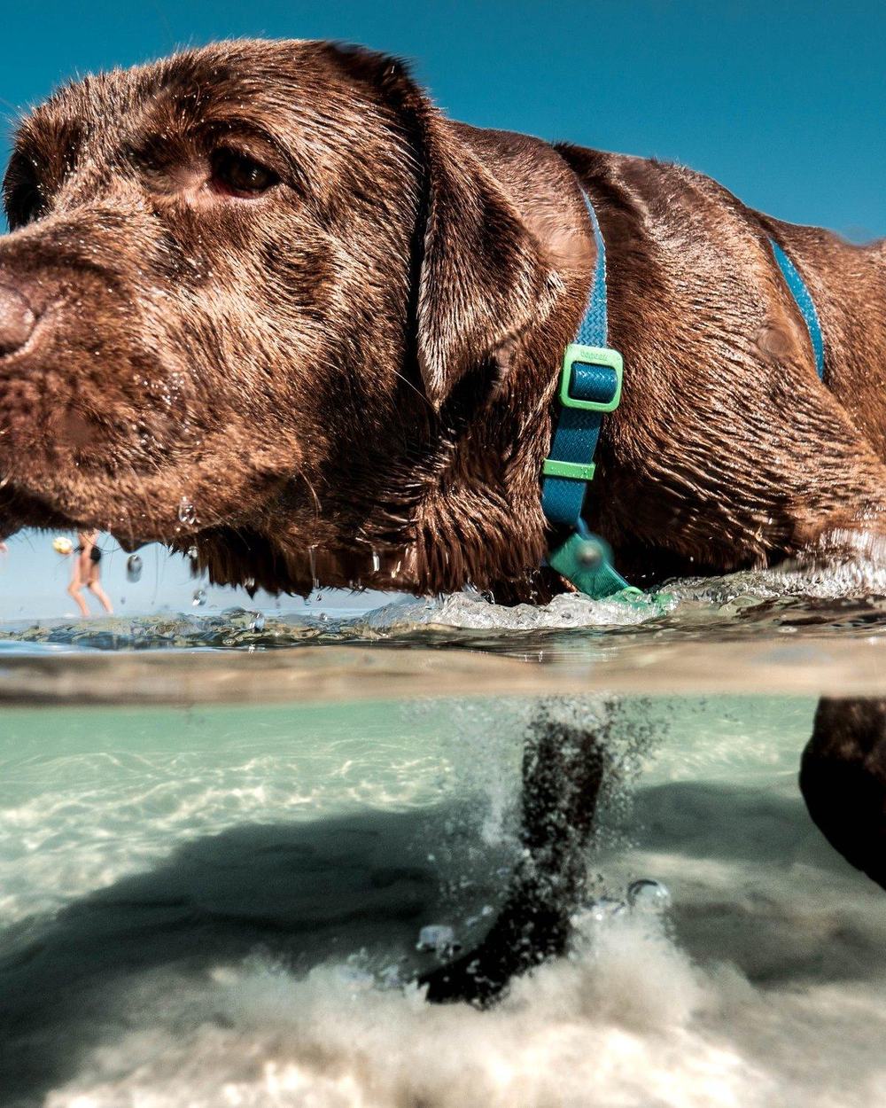 A chocolate Labrador wading through clear sea water