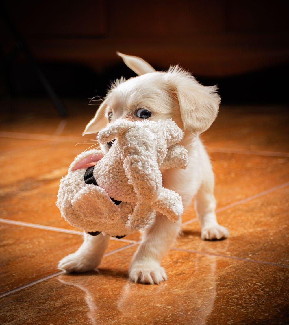 A puppy carrying a plush toy