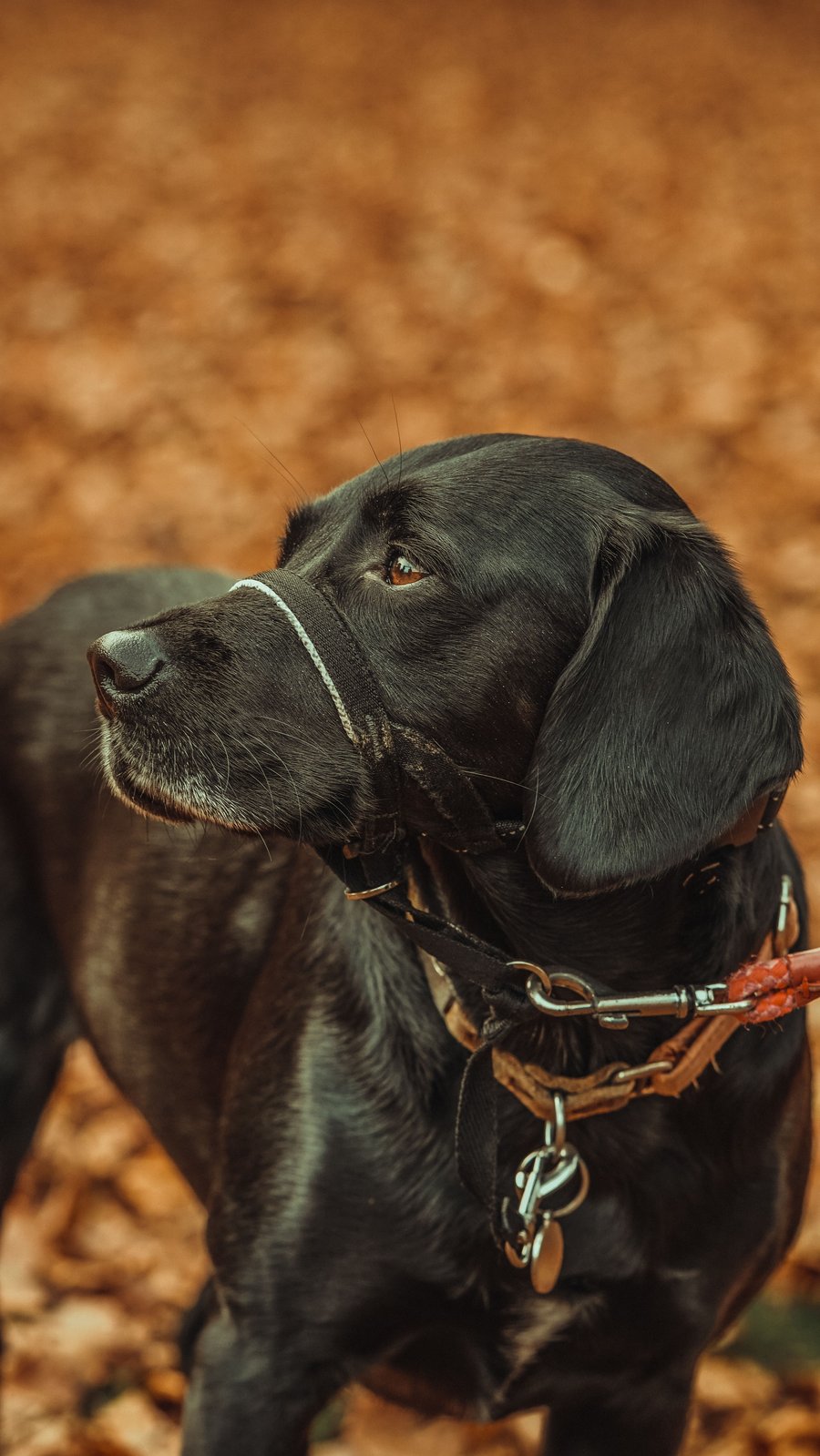 A black Labrador wearing a head halter on an autumn path