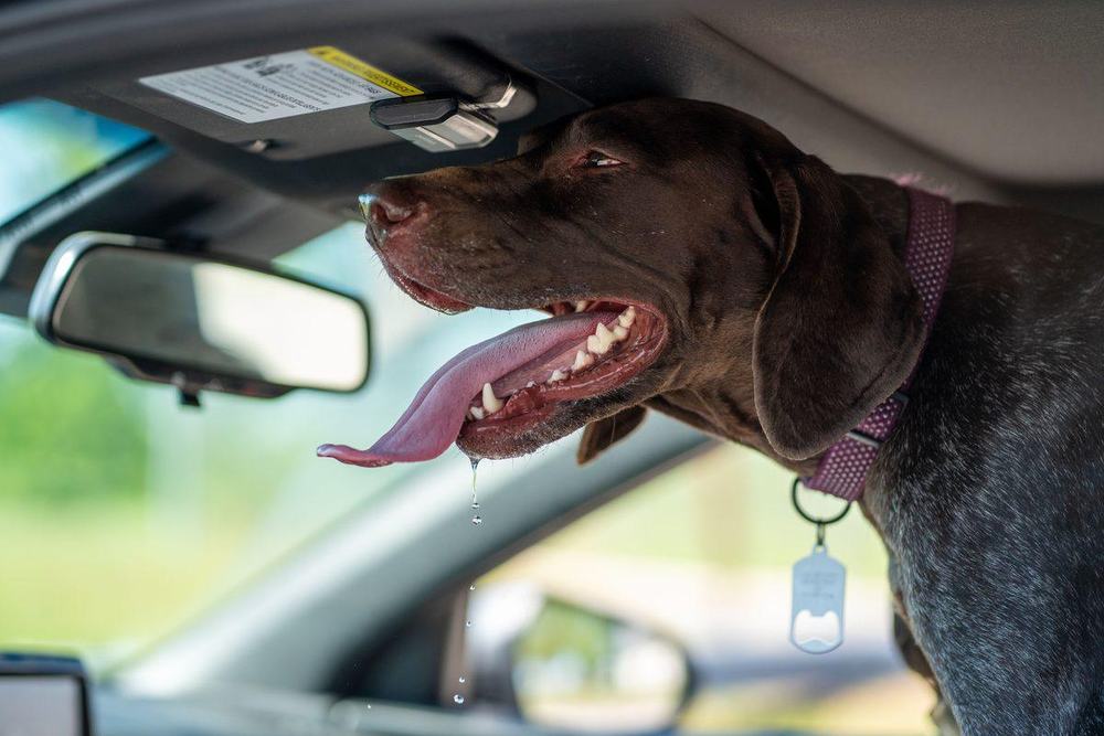 Happy chocolate dog looking out of a car window