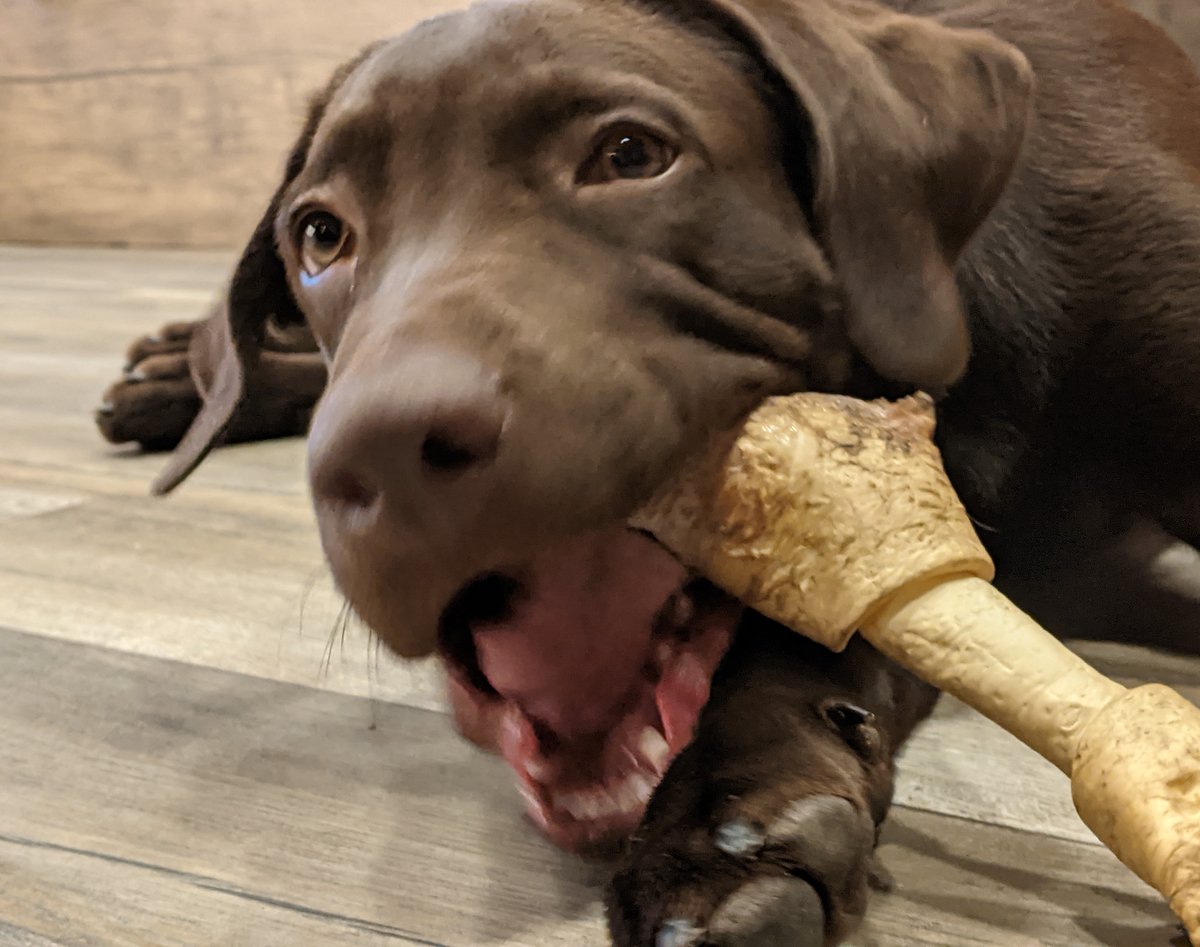 Tobby, a chocolate Labrador, lying on a wooden floor and chewing a big dental chew