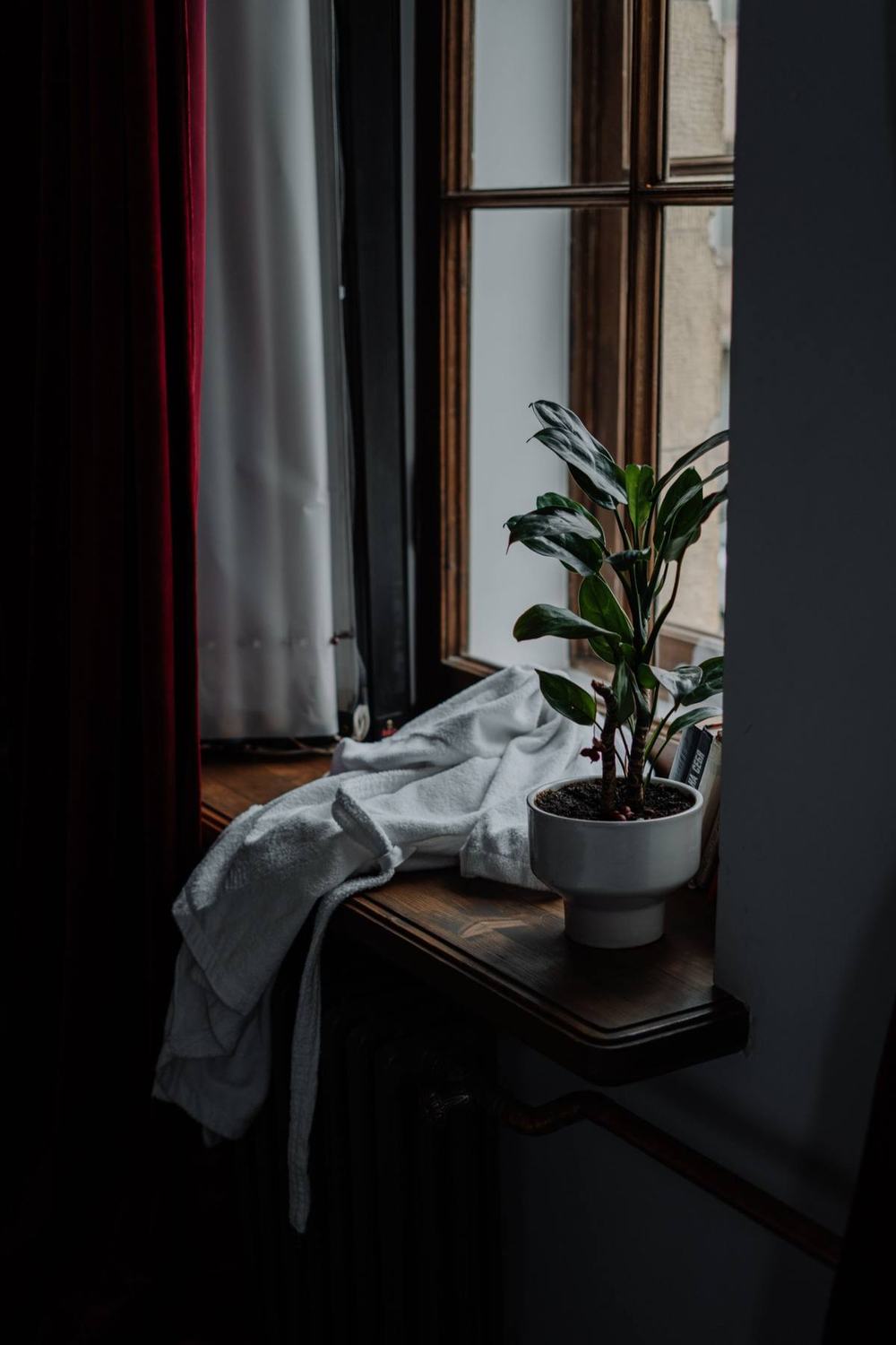 A green houseplant in a white pot on a dark wooden windowsill beside a towel