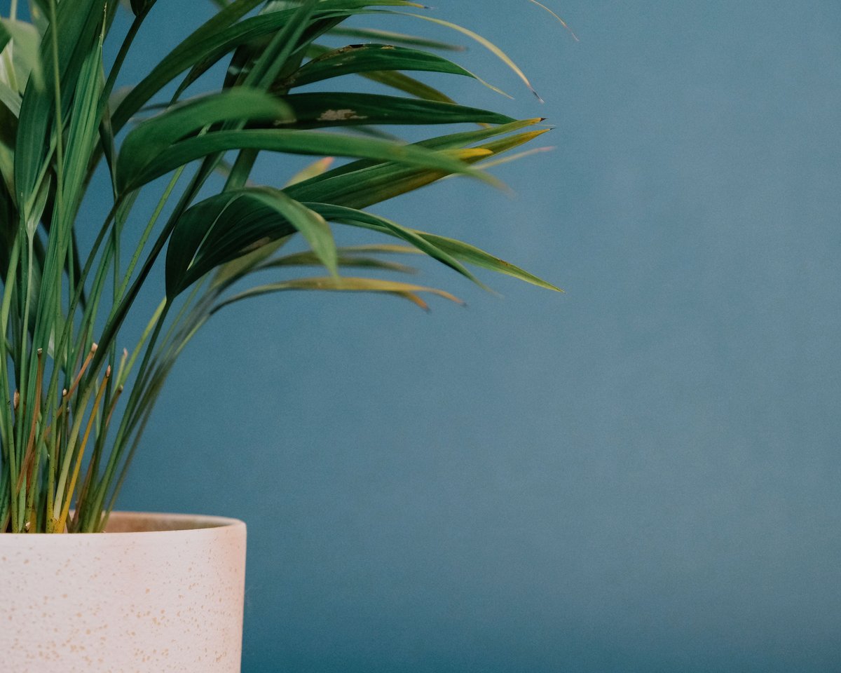 A small potted palm with long thin leaves against a blue wall