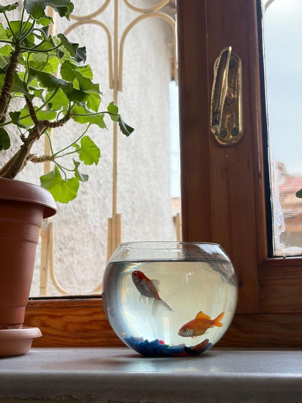 Round glass bowl on a sunny windowsill