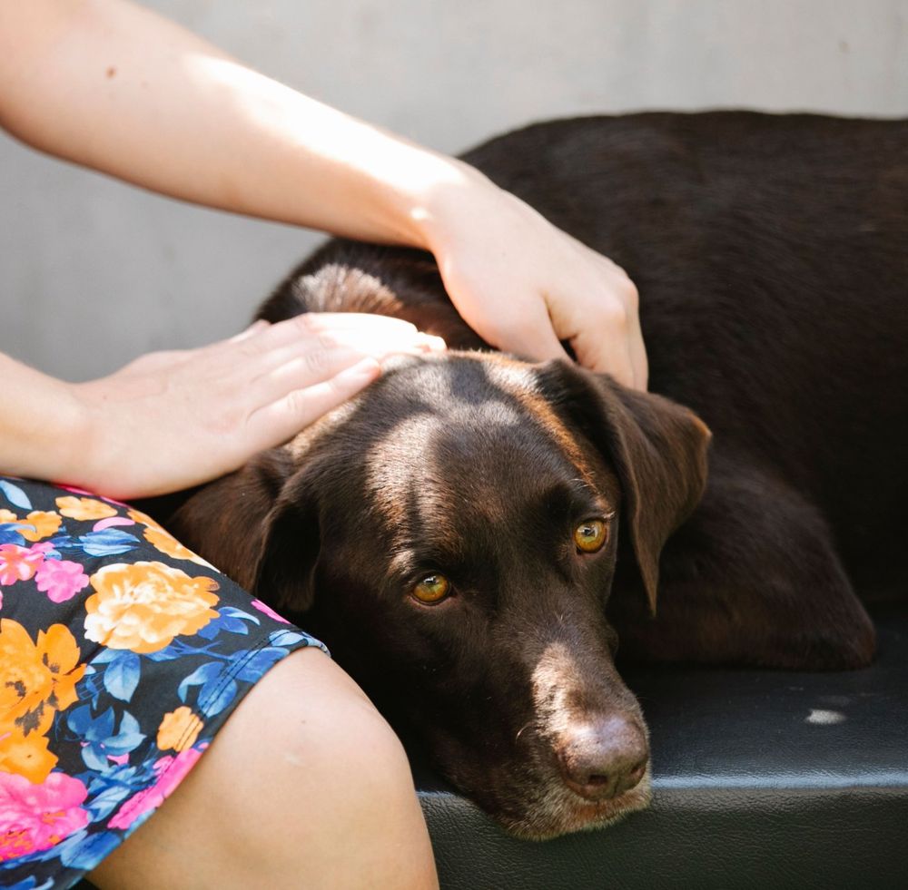 A woman in a floral dress gently stroking a chocolate Labrador resting beside her