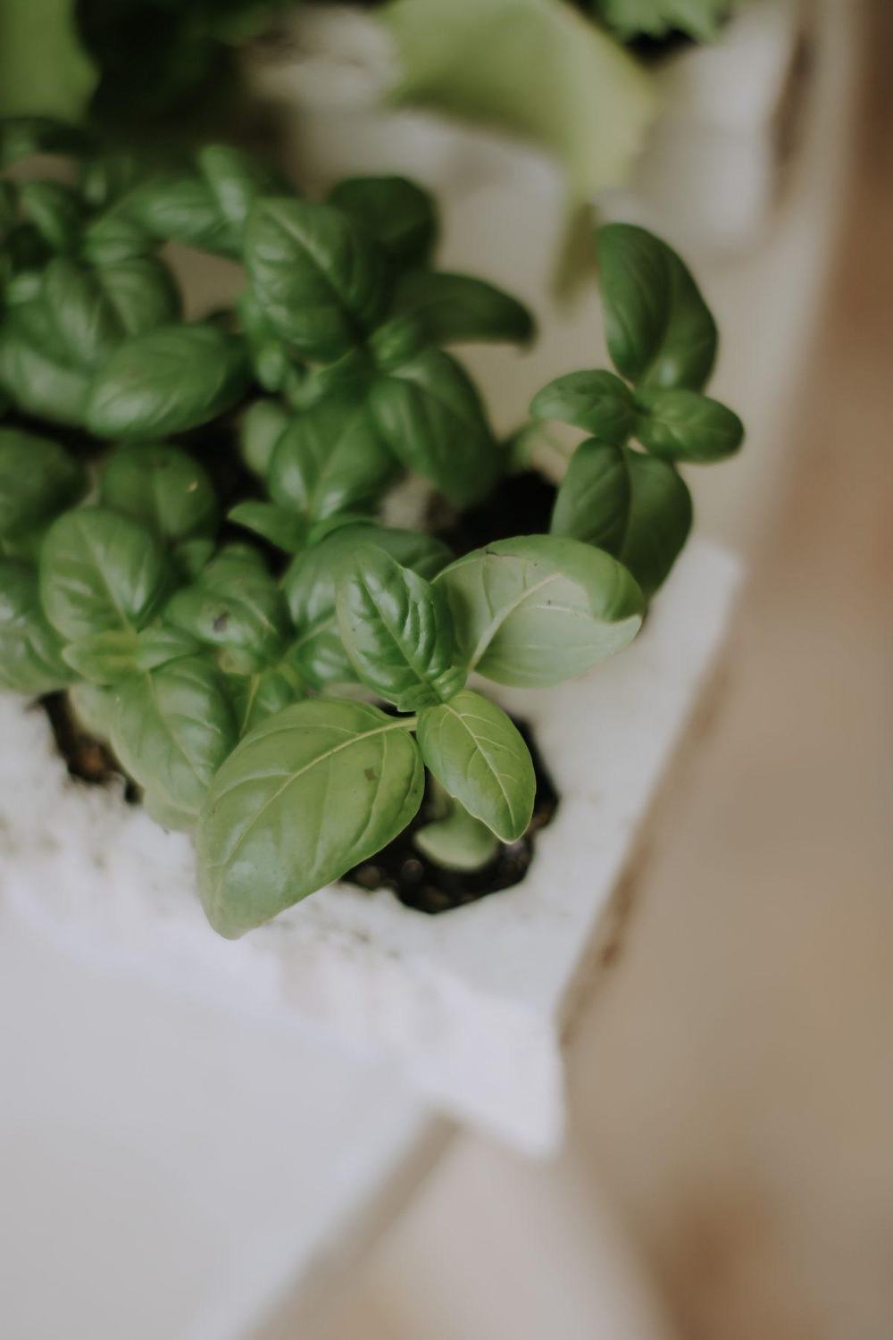 Fresh green basil plants growing in a white pot on a windowsill