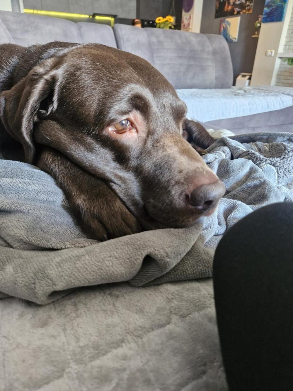 Tobby resting on the sofa