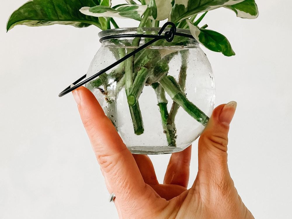 A hand holding a small round glass vase with green plant cuttings in water
