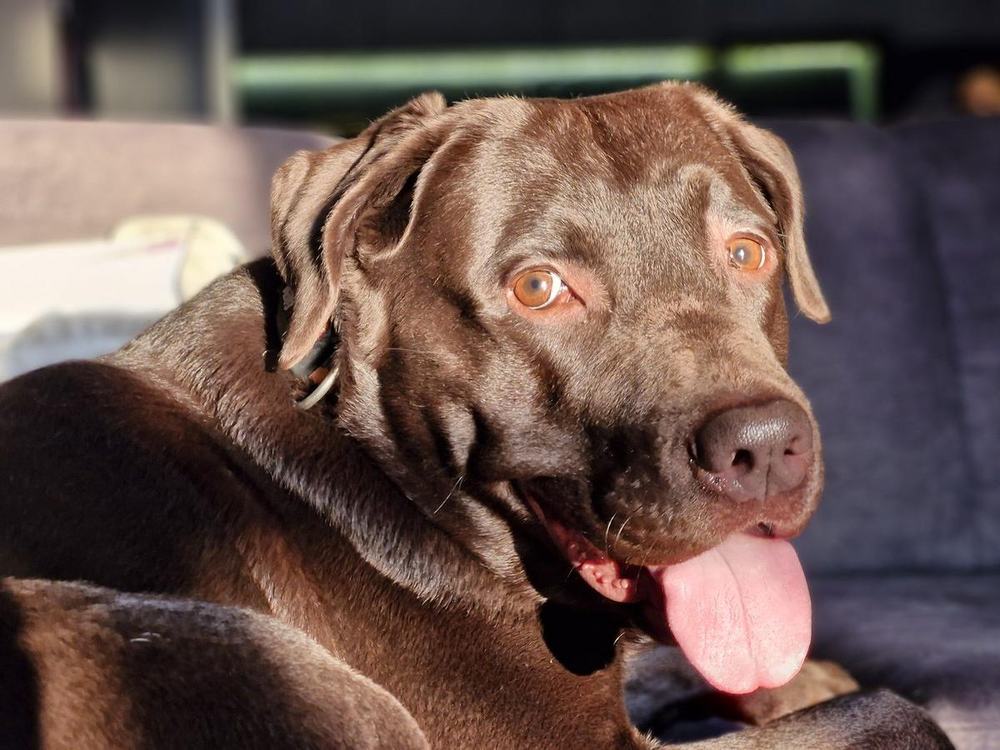 Tobby, a chocolate Labrador, lying in the sun with his tongue out, looking at the camera