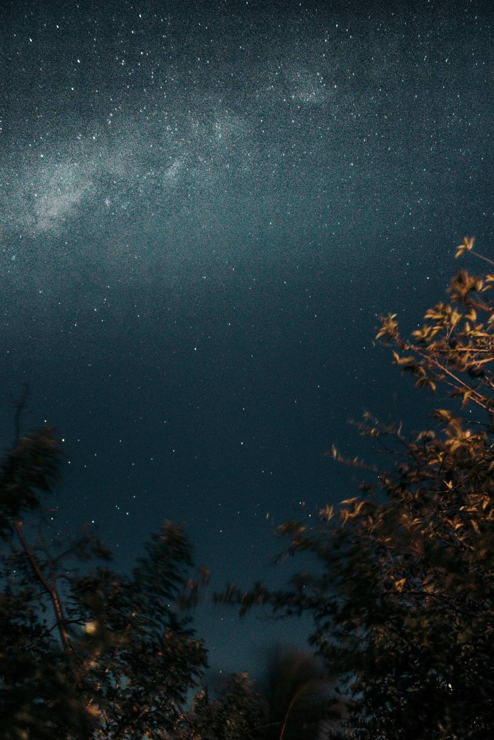 A starry night sky with the Milky Way above dark, softly lit trees