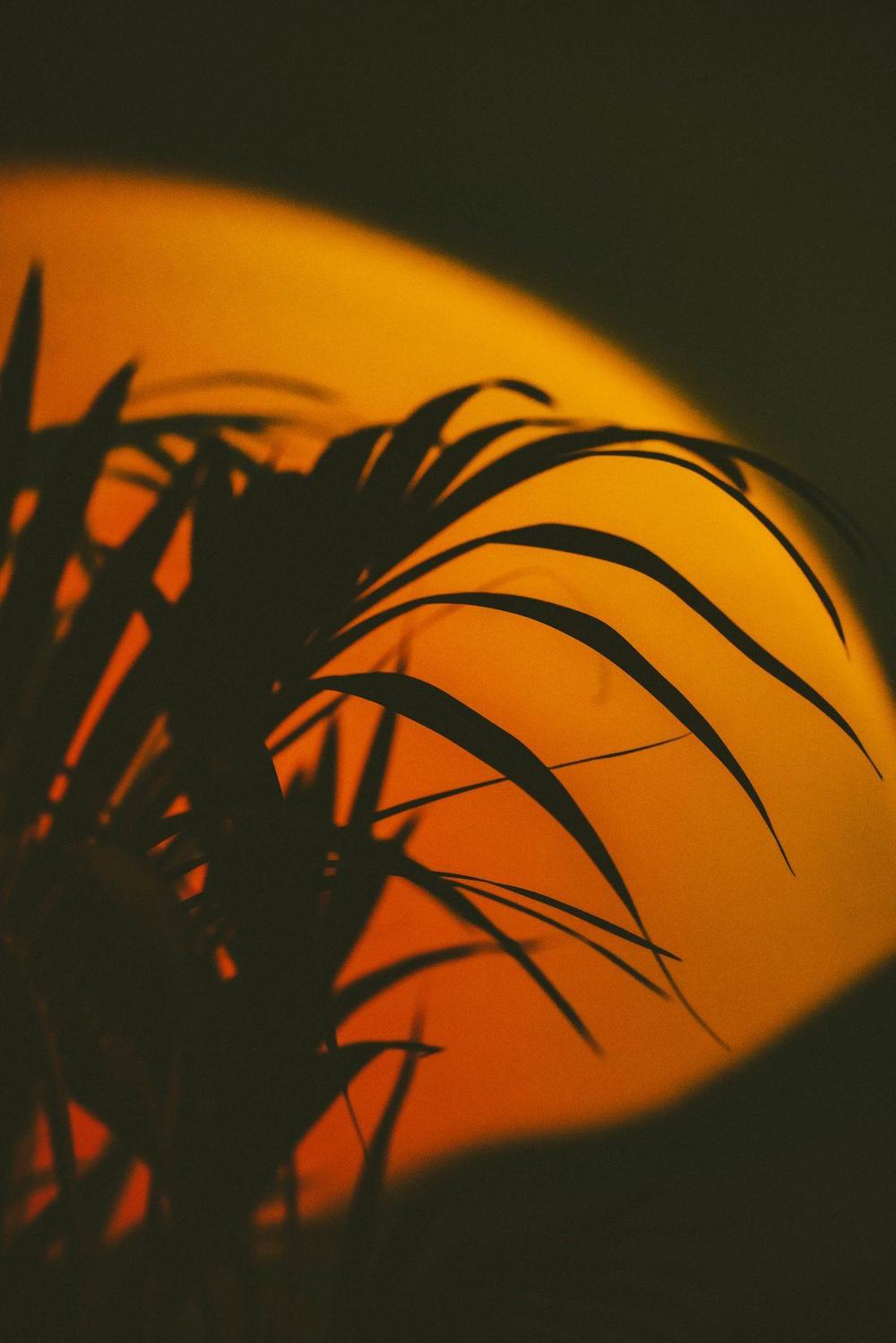 Warm orange sunset lamp glow on a wall behind the silhouette of a palm plant