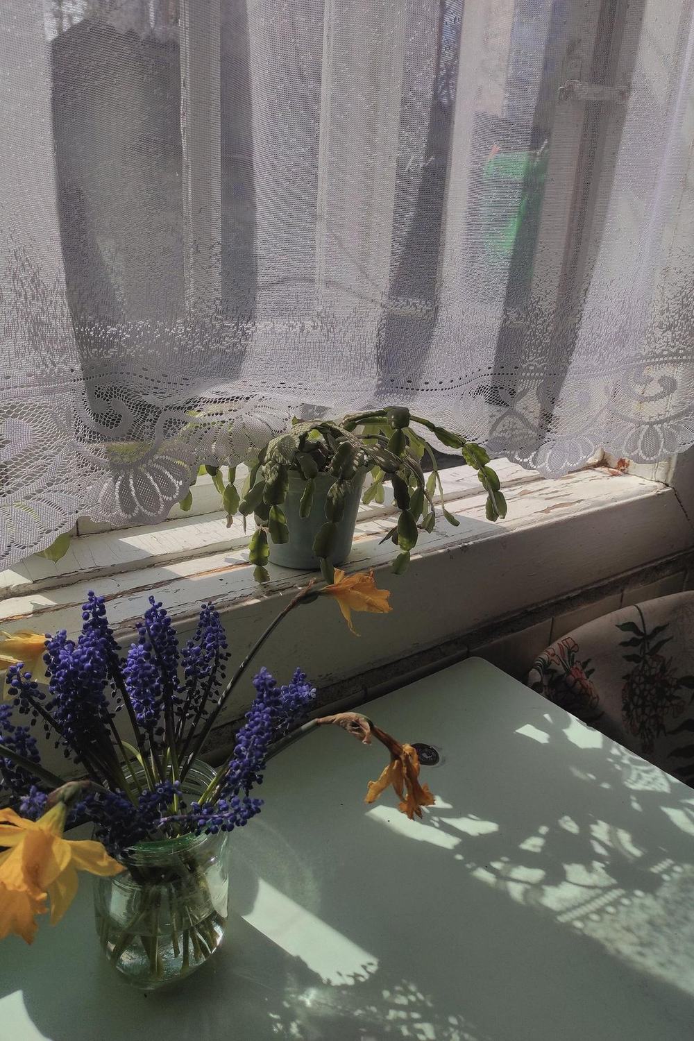 Sunlight through a lace curtain onto an old windowsill with flowers