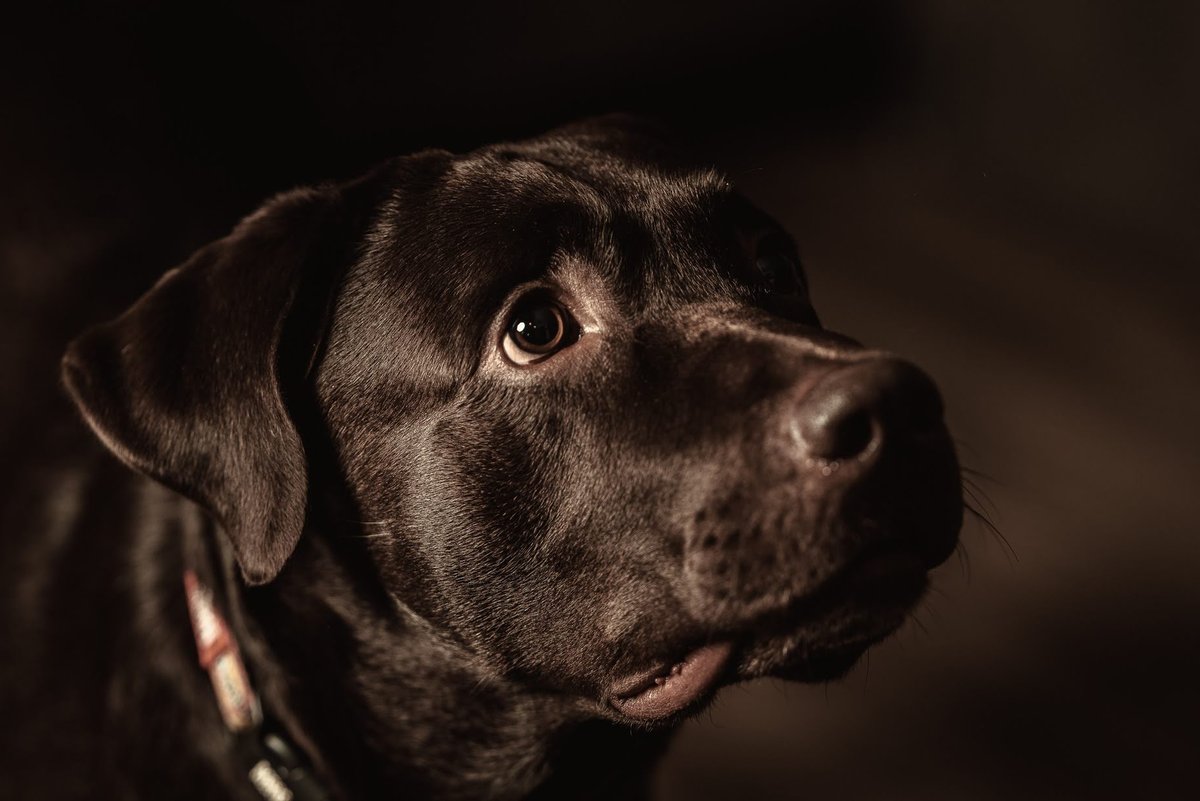Tobby, a chocolate Labrador, looking up hopefully with big brown eyes