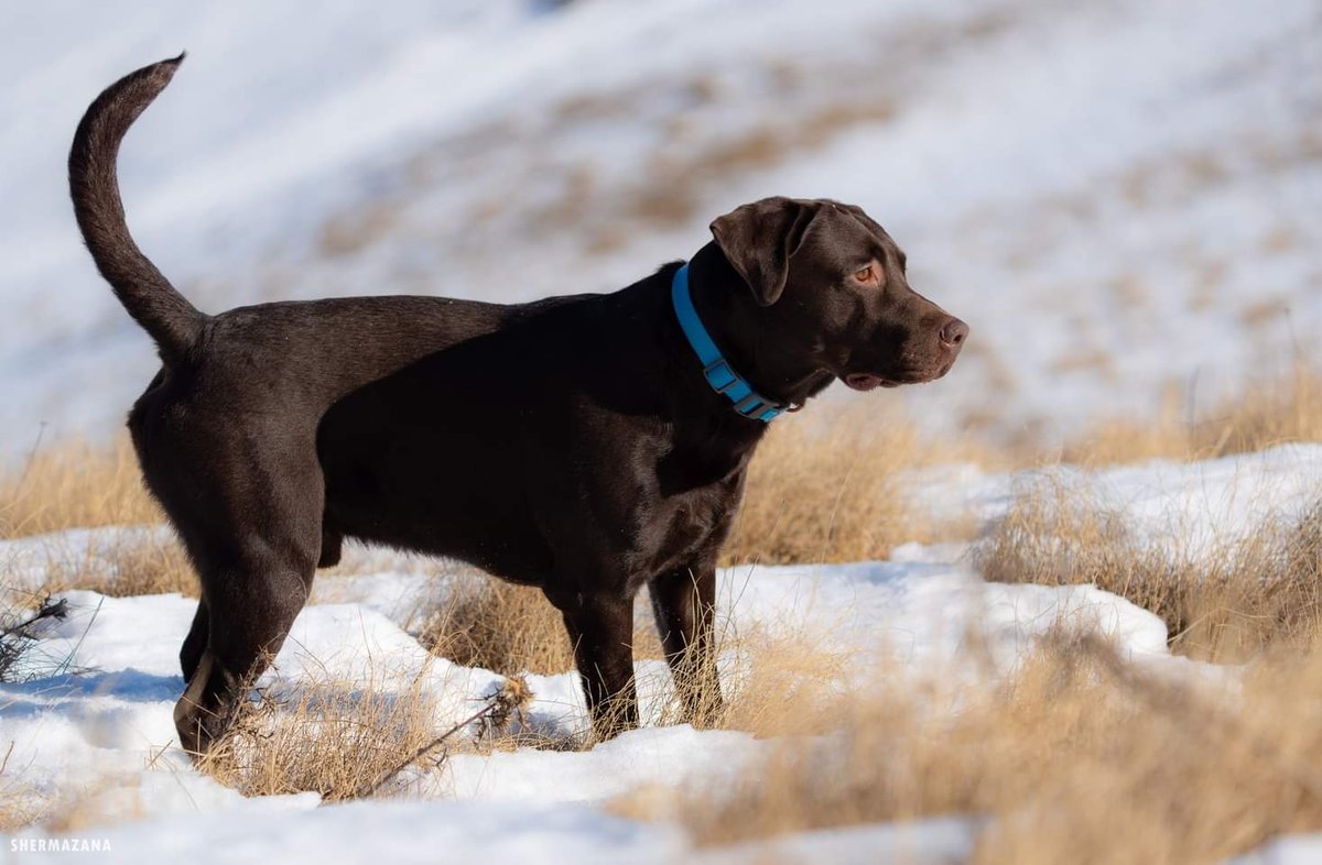 A chocolate Labrador standing proudly in snow and dry grass, looking into the distance