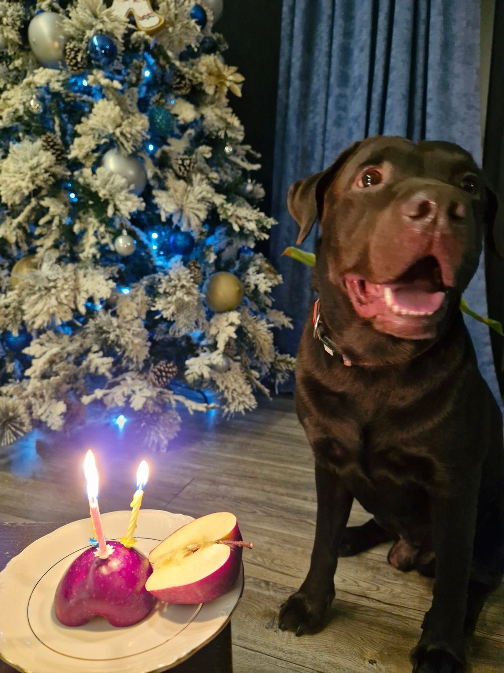 Tobby, a chocolate Labrador, smiling next to a birthday cake made of a red apple with two candles, in front of a Christmas tree