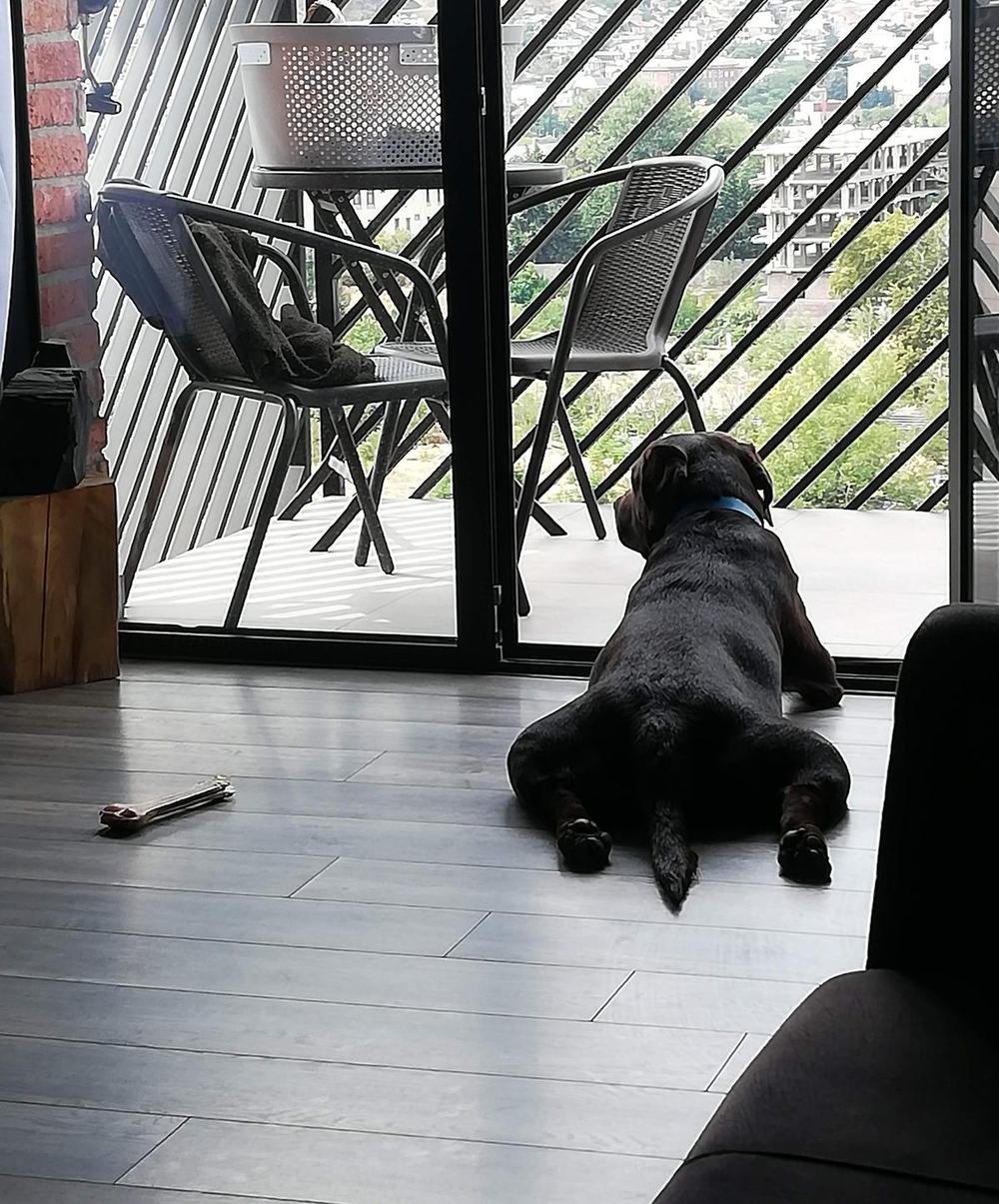 Tobby, a chocolate Labrador, lying by the balcony door and listening