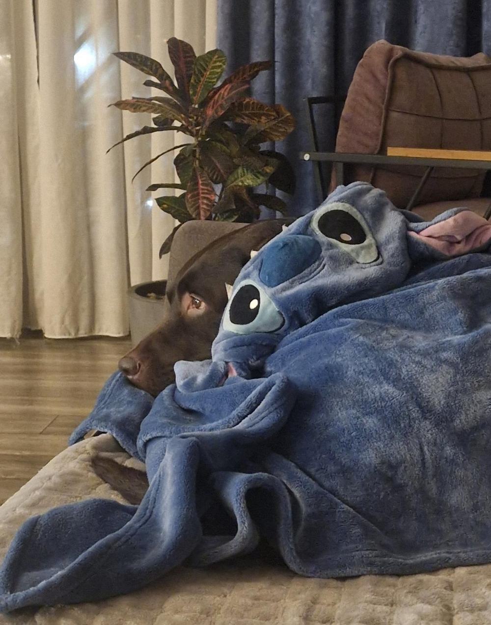 Tobby resting under the blue hooded blanket, only his nose and one eye peeking out