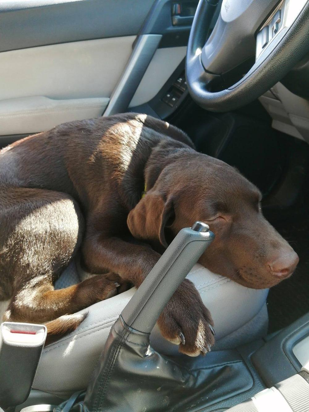 Tobby, a chocolate Labrador, asleep on the front seat of the car with his head on the armrest