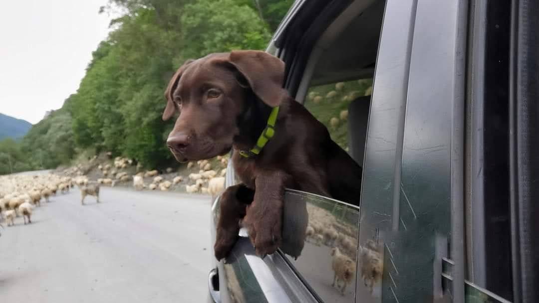 Tobby, a chocolate Labrador puppy, looking out of the car window at a flock of sheep on a mountain road