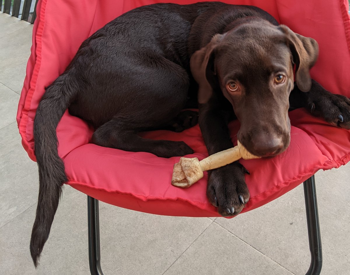 Tobby, a chocolate Labrador, lying in a red folding chair with a dental chew between his paws