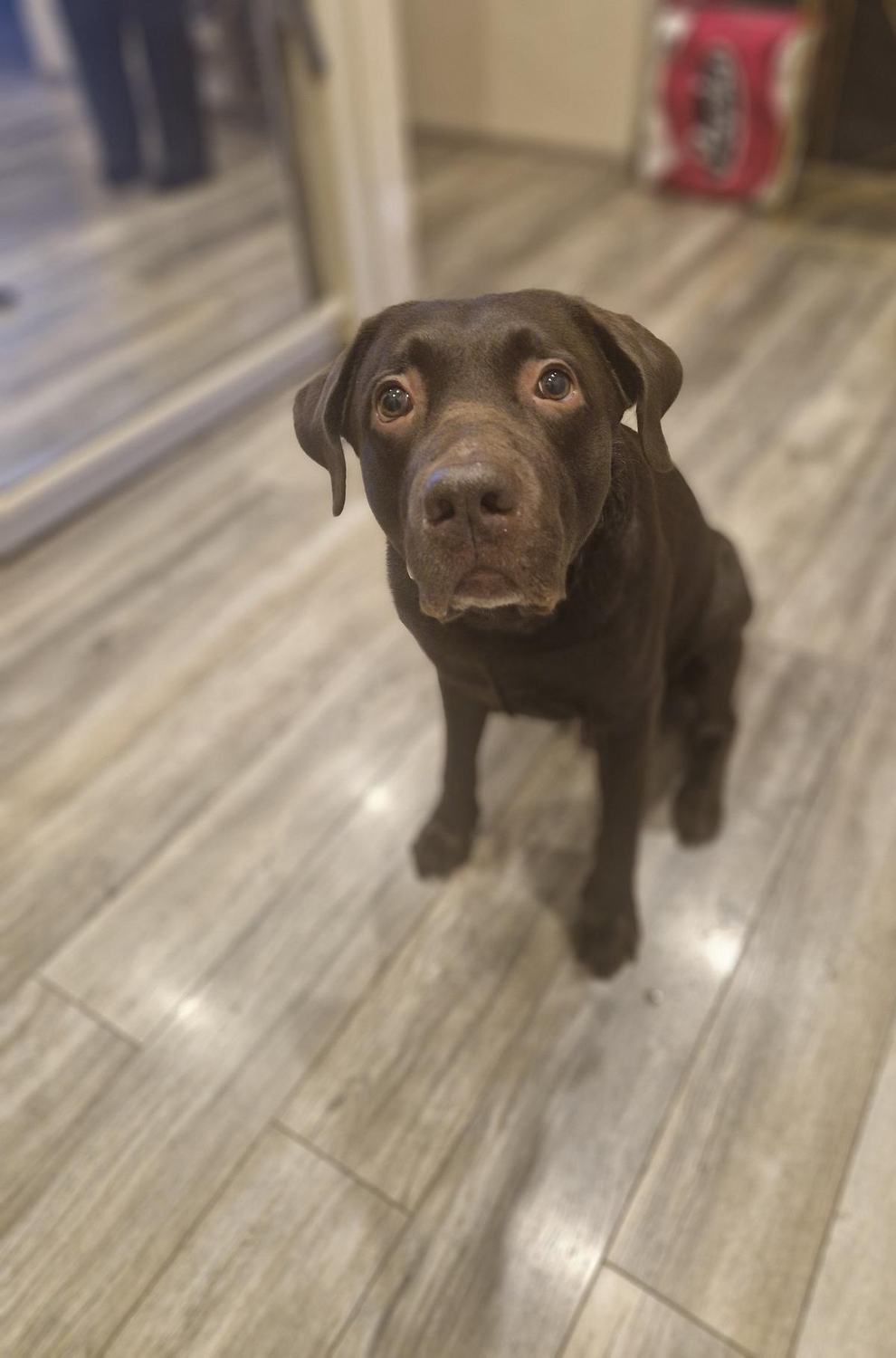 Tobby, a chocolate Labrador, sitting on the floor and looking up with big worried eyes