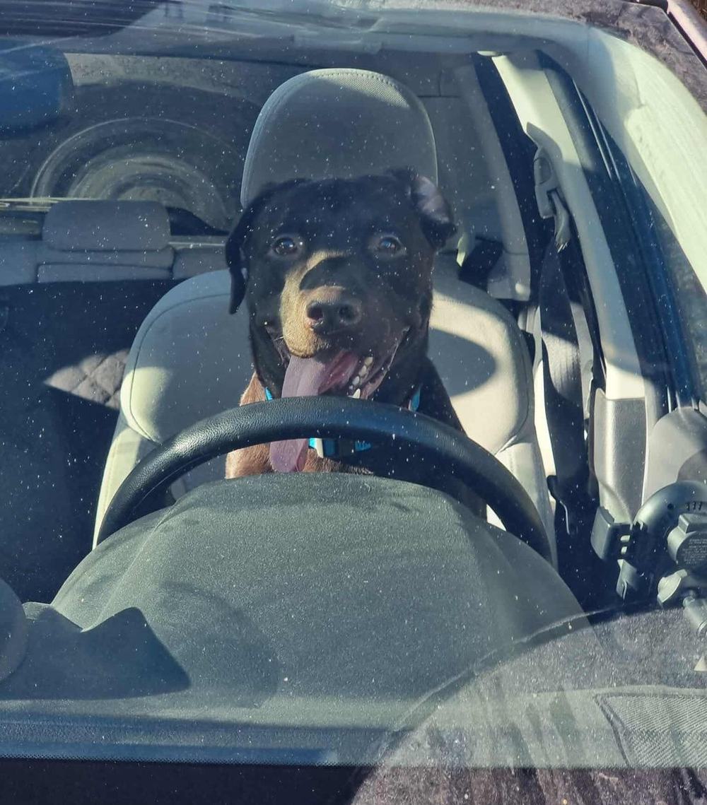 Tobby, a chocolate Labrador, sitting in the driver's seat behind the steering wheel with his tongue out