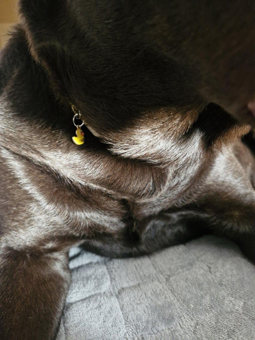 A tiny yellow duck charm hanging from Tobby's collar