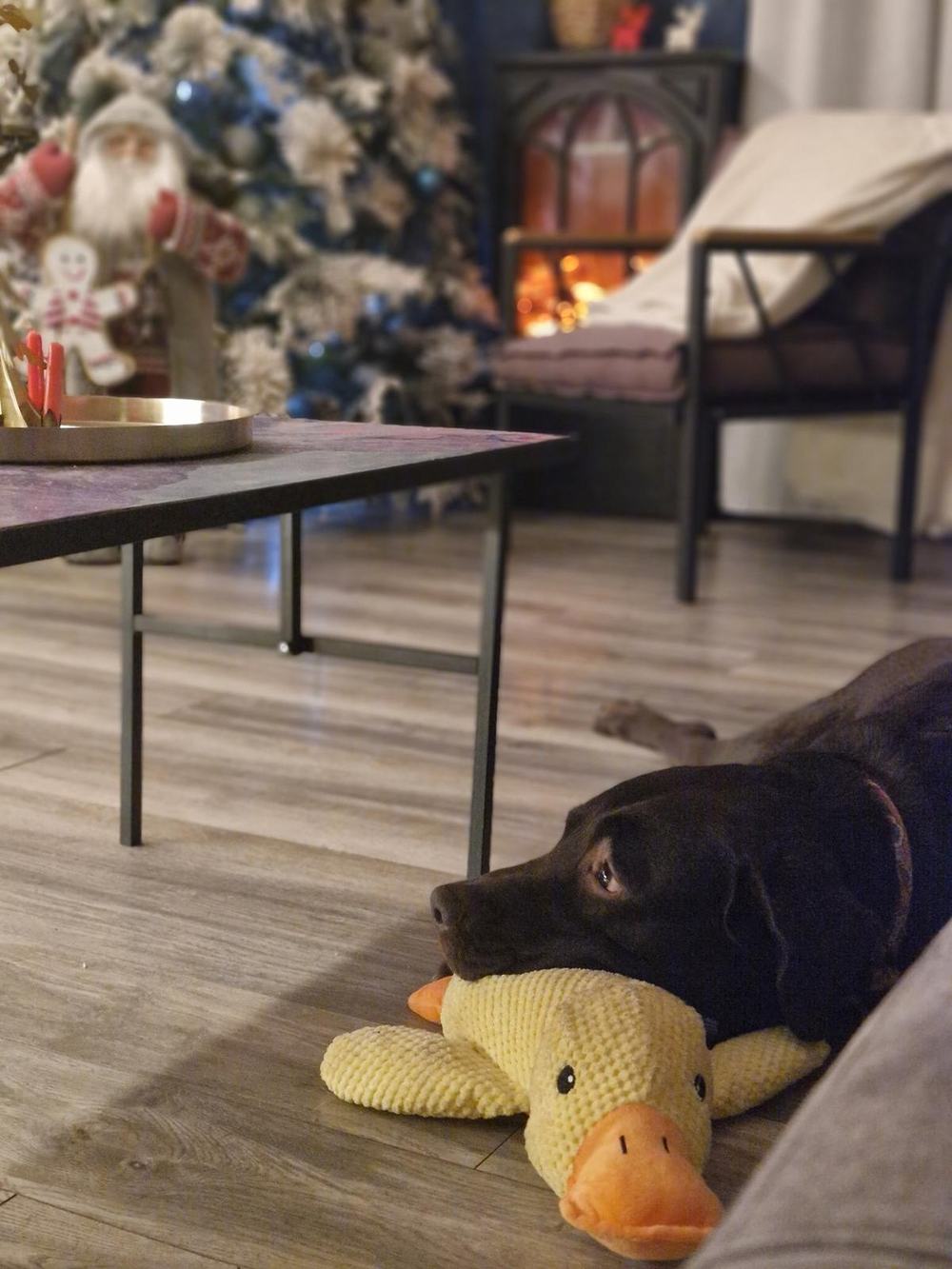 Tobby, a chocolate Labrador, resting his head on his new yellow plush duck by the Christmas tree