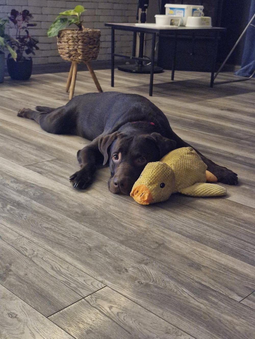 Tobby lying on the floor months later, his head beside the same yellow duck, its beak now worn