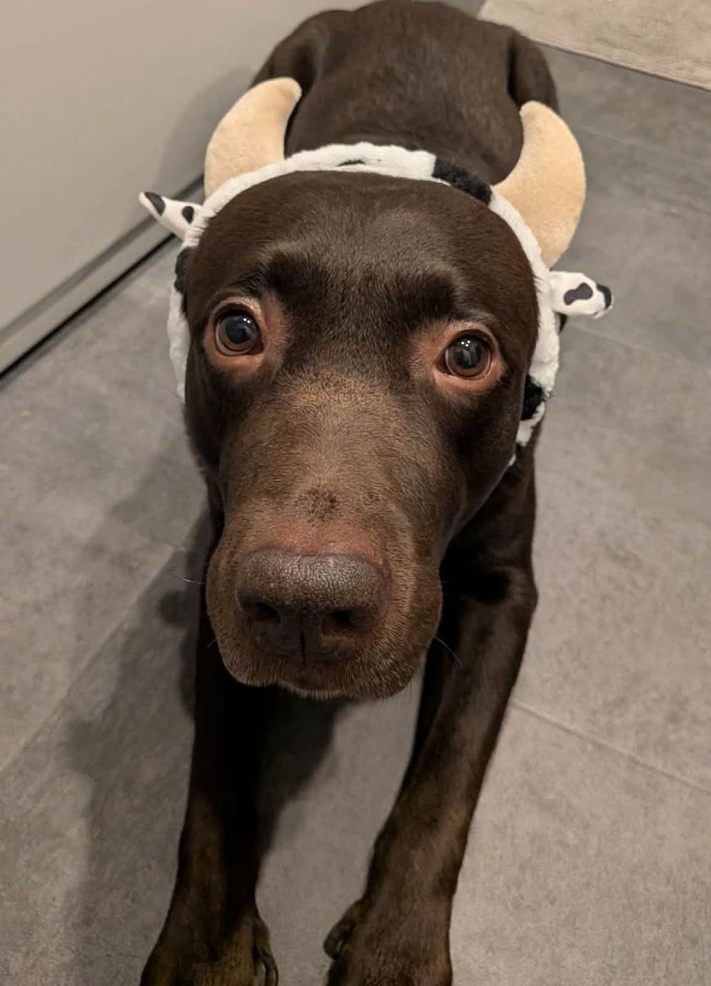 Tobby, a chocolate Labrador, wearing a soft white headband with little horns and looking up with worried eyebrows