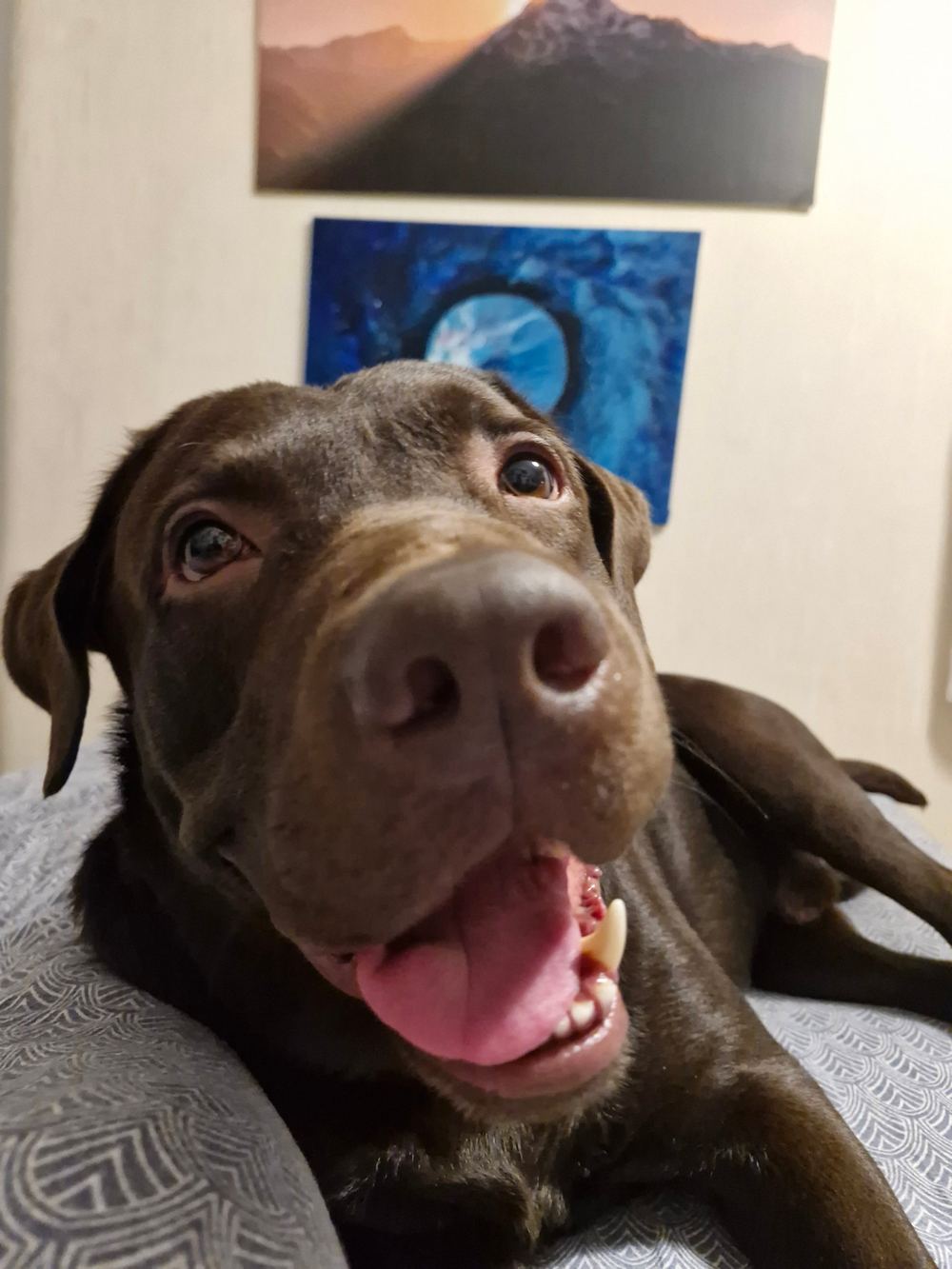 Tobby, a chocolate Labrador, lying on a blanket and smiling up at the camera, with paintings on the wall behind him