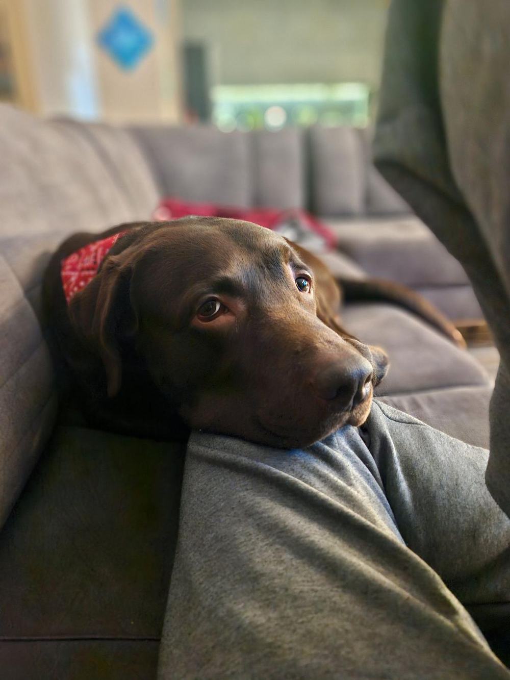 Tobby resting his head on a lap