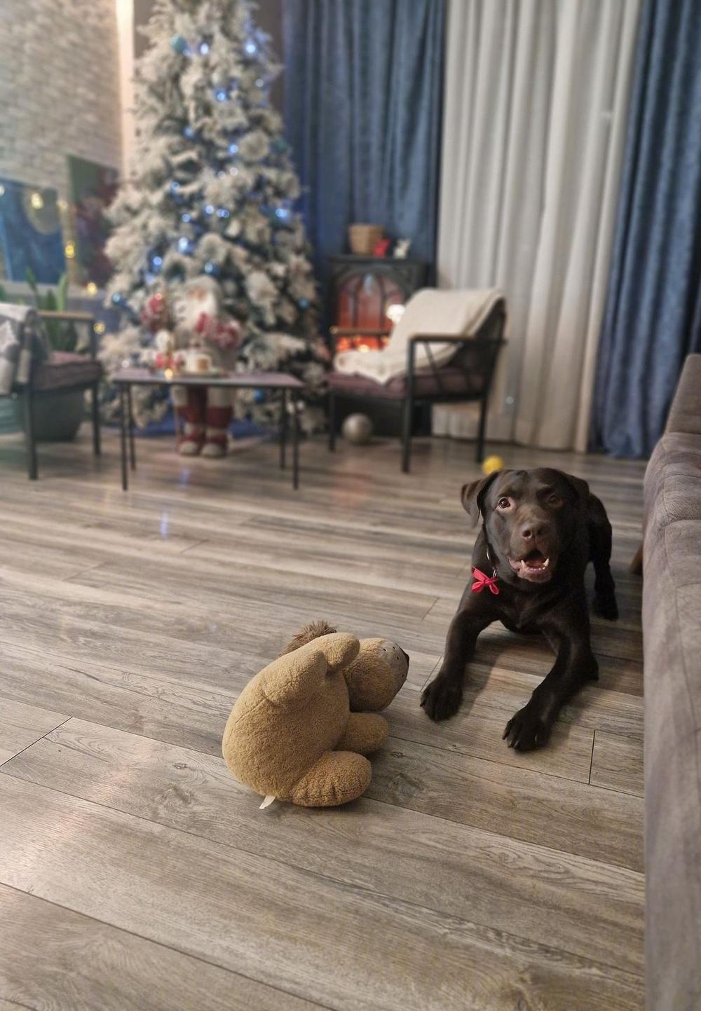 Tobby, a chocolate Labrador with a red bow, lying on the floor with his toy lion in front of a Christmas tree