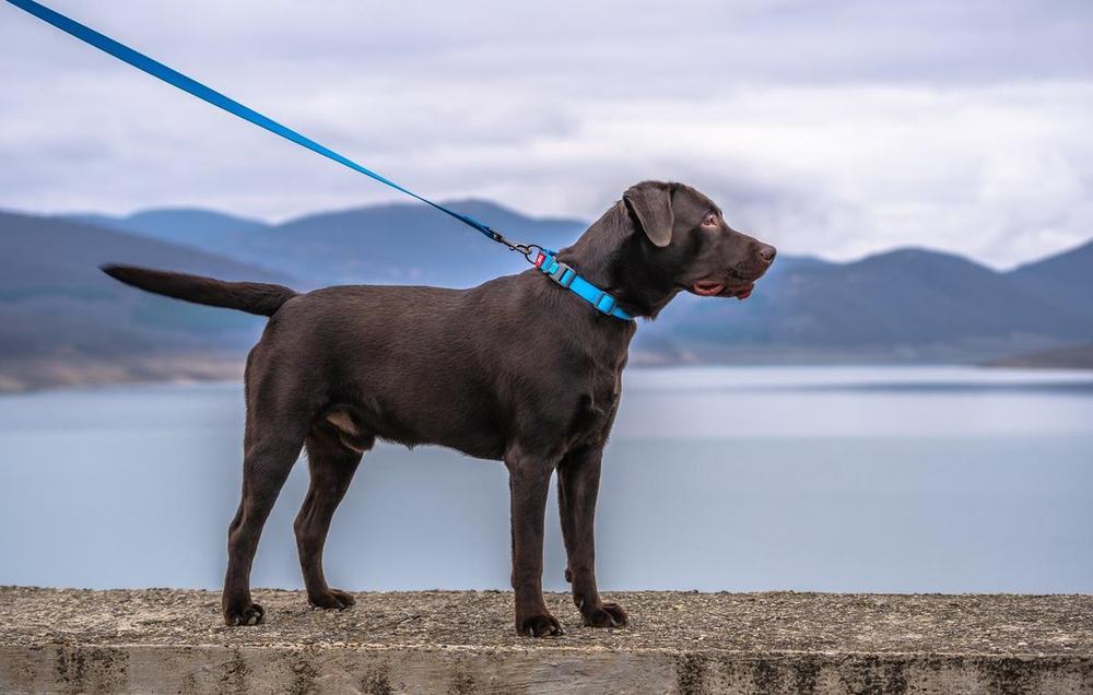Young Tobby, a chocolate Labrador on a blue leash, standing on a wall above a lake with mountains behind