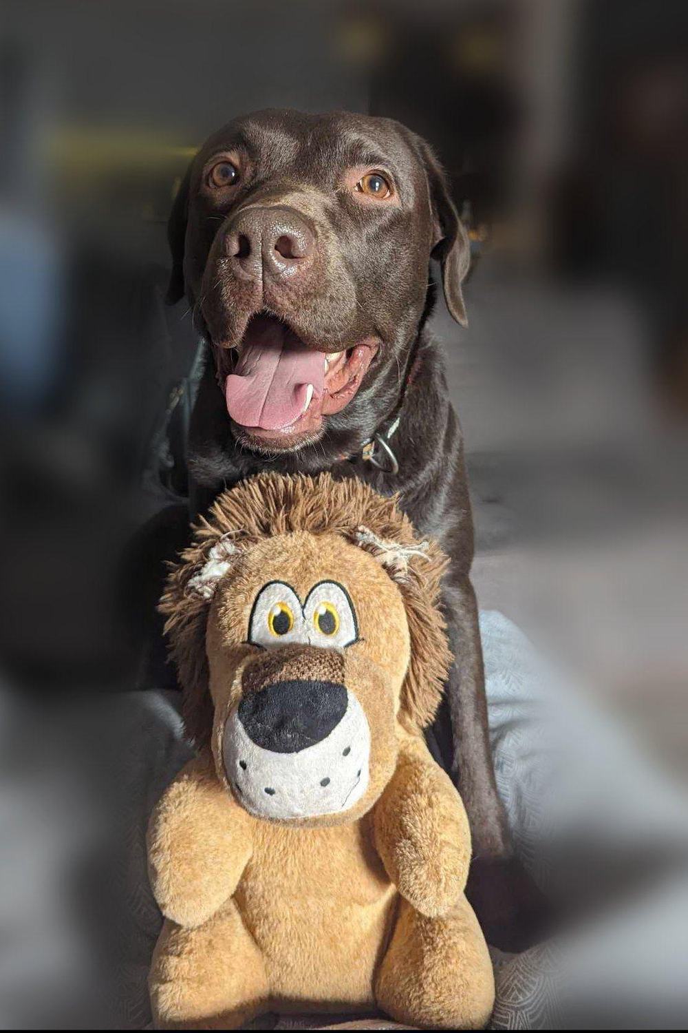 Tobby, a smiling chocolate Labrador, sitting behind his earless plush toy lion