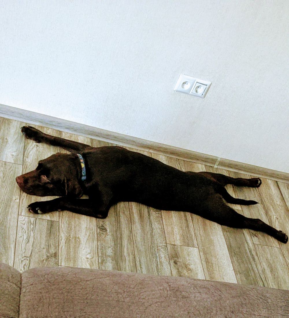 Tobby stretched out flat on the wooden floor along the wall, front and back legs fully extended