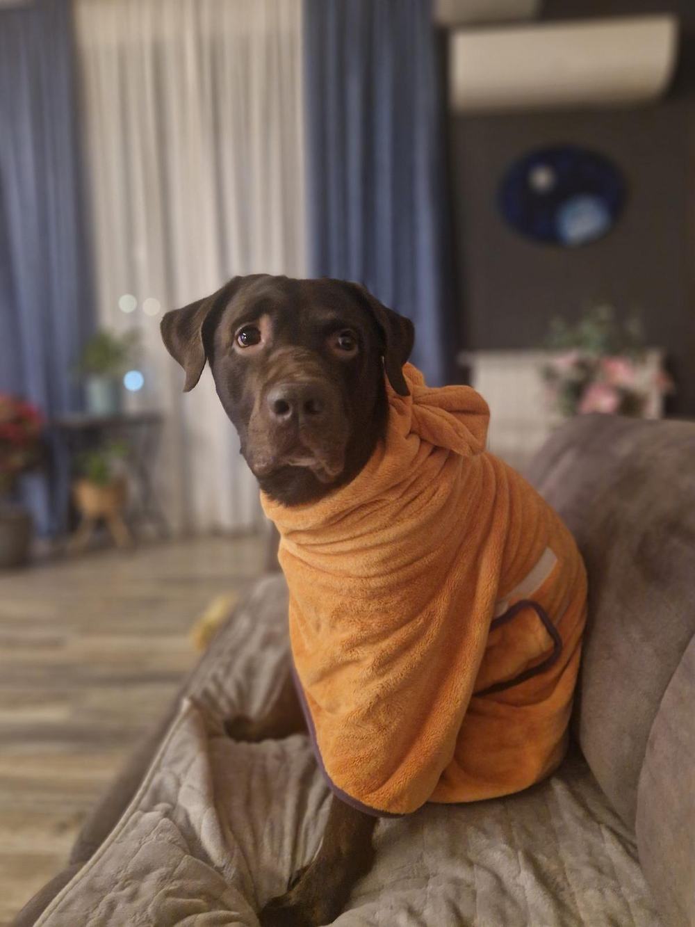 Tobby, a chocolate Labrador, sitting on the sofa wrapped in an orange drying robe after his bath